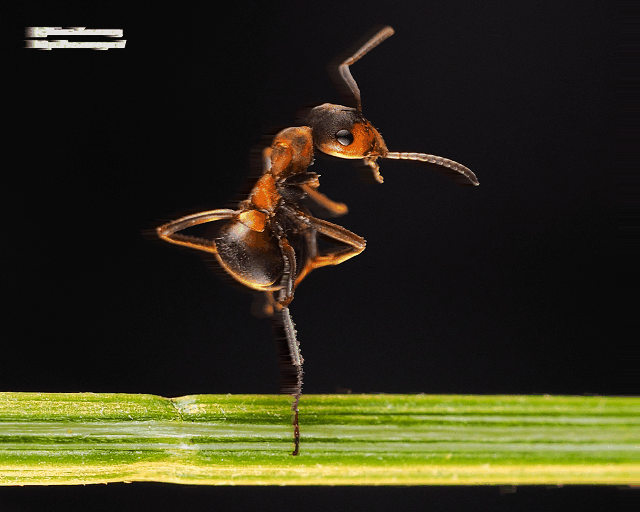 Ant Ballet by Irina