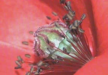 poppy flower