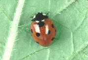 Seven spot ladybird