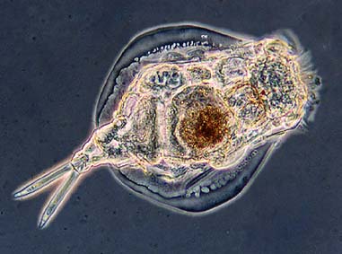 Rotifers