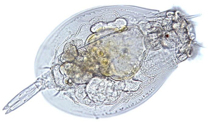 rotifer