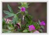 Cranesbill