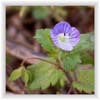 Speedwell