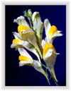 Toadflax