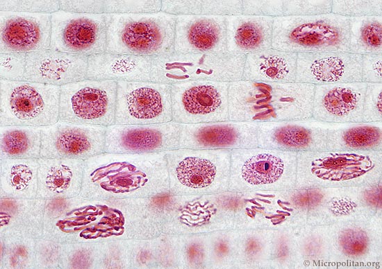 Mitosis Animation - Biology