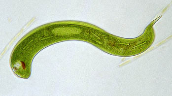  euglena350.jpg