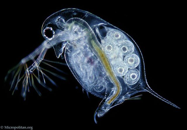 Daphnia Anatomy