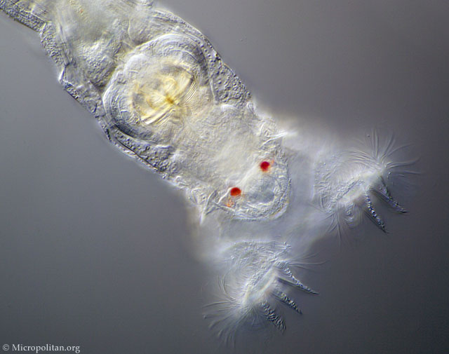 http://www.microscopy-uk.org.uk/micropolitan/fresh/rotifer/Bdelloid_close_640.jpg