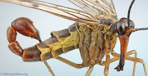 scorpionfly.jpg