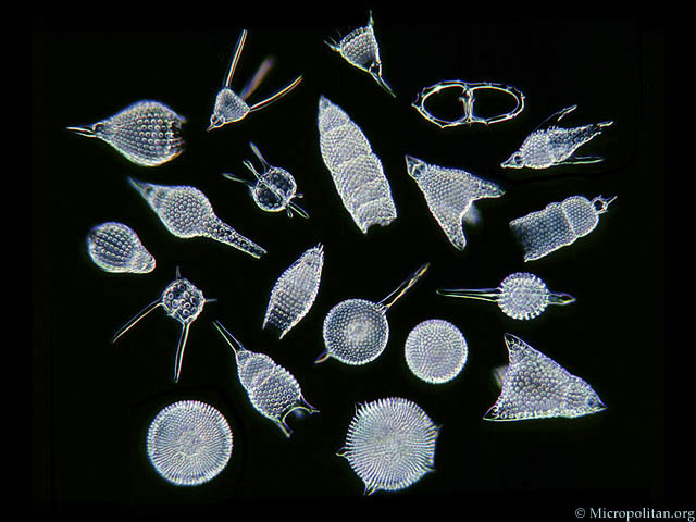 radiolaria_barbados.jpg