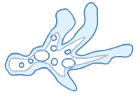 amoeba.gif (3046 bytes)