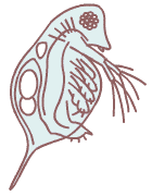 daphnia.gif (4002 bytes)