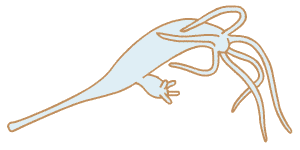 hydra.gif (3884 bytes)