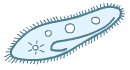 paramecium.gif (1621 bytes)