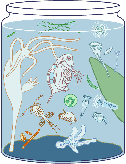 Microscopic Pond Life Identification Chart