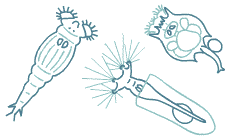 rotifers.gif (4477 bytes)