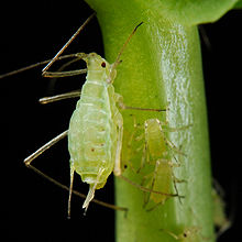 Aphid (greenfly)
