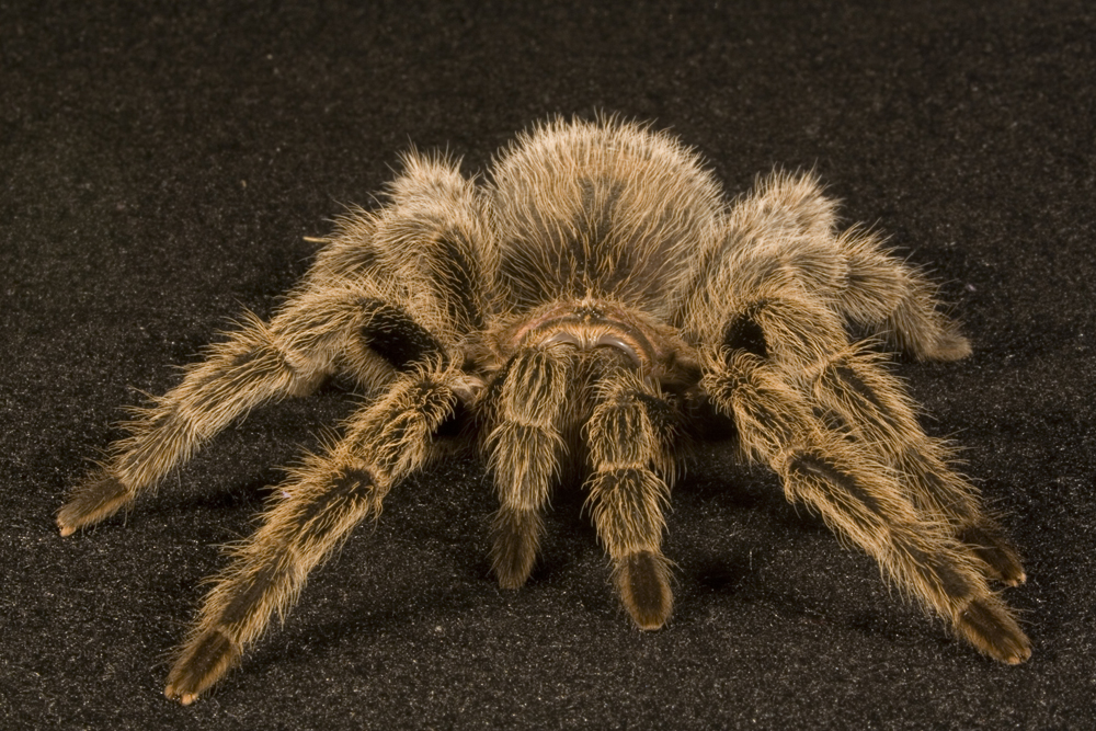 Rose-Haired Tarantula