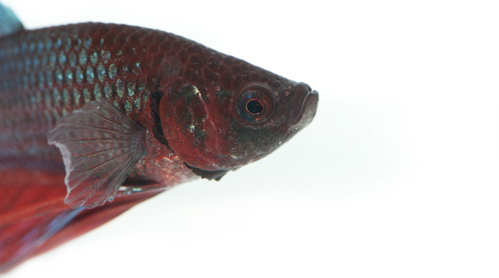 Siamese Fighting Fish