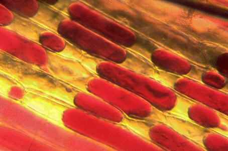 MICROSCOPY UK / MICSCAPE - Onion epidermis; plasmolysis