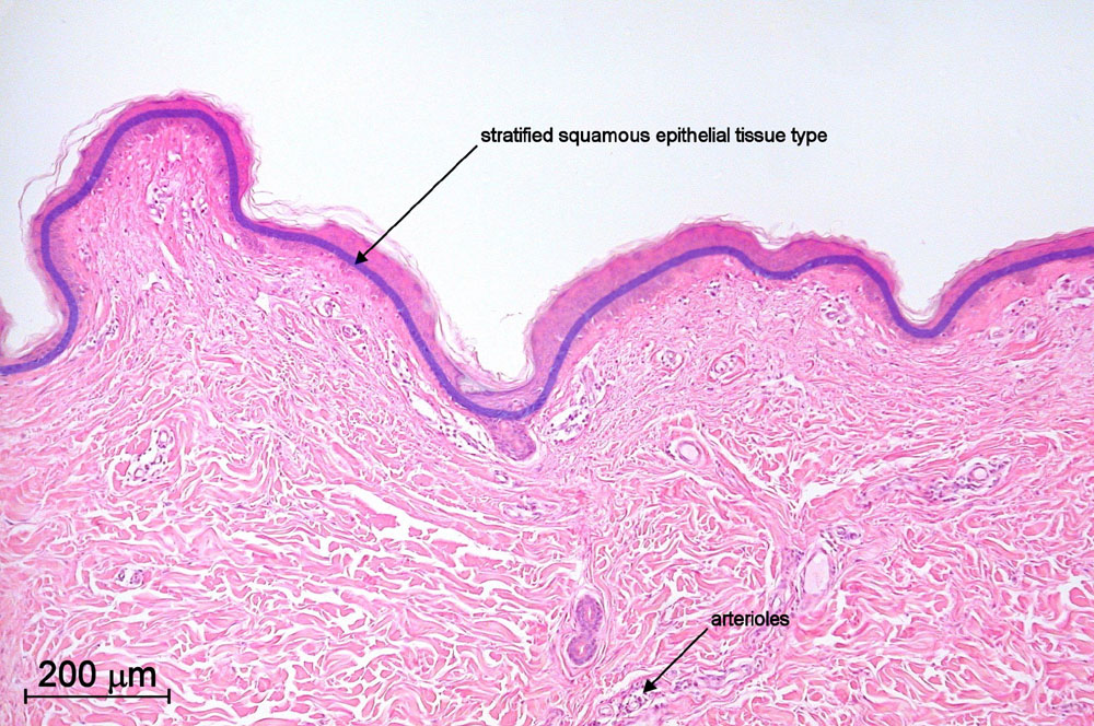 Human Histology for Amateur Microscopists