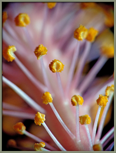 A close-up view of two members of the mallow family.