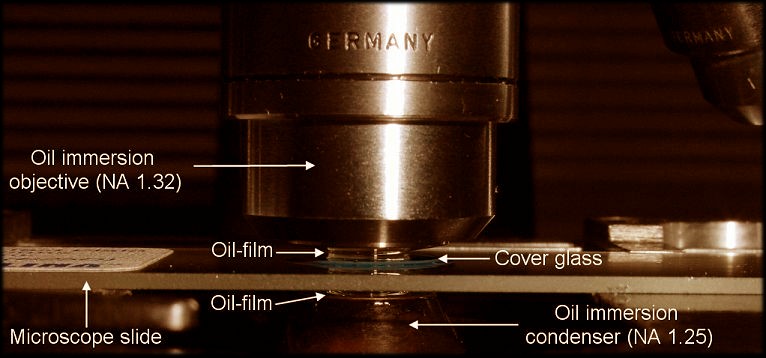 Light Microscopy and Photomicrography
